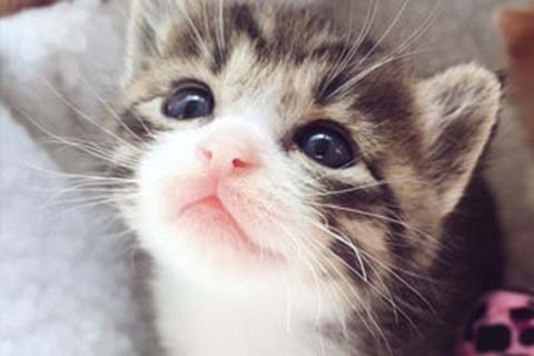 http://taizhou.vdtfzz.com/post/208.html|台州人工试管